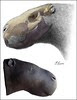 Josephoartigasia monesi was hippolike