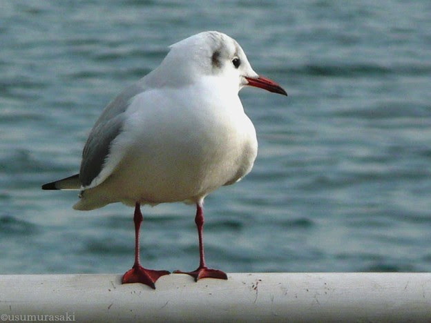 11 かわいいかもめ 写真共有サイト フォト蔵