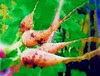 carrots