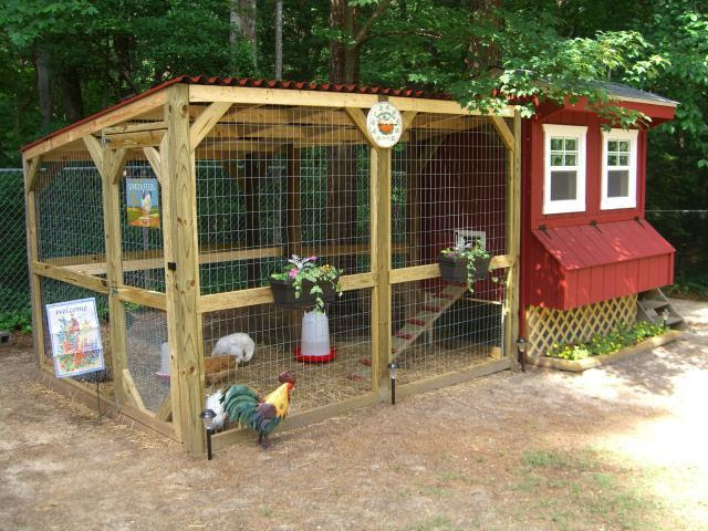 to chicken you domestic chicken rambler chicken for other 3