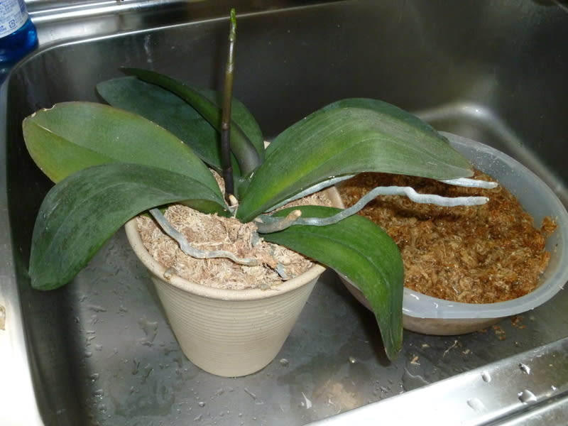 胡蝶蘭を植え替えました キャンピングカープラザ東京の日記