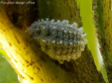 福光村昆虫記 半翅目３ ２ アブラムシ カイガラムシ