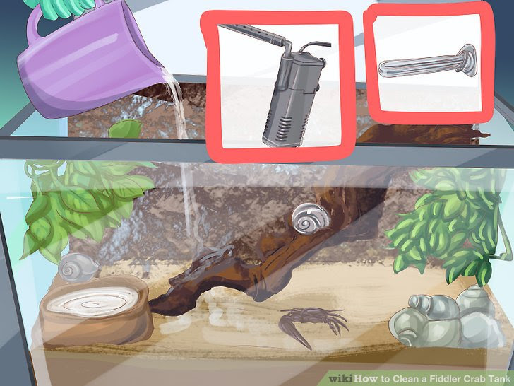 Clean a Fiddler Crab Tank Step 8.jpg