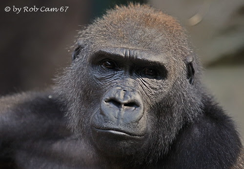 Gorilla Dian by Rob Cam 67