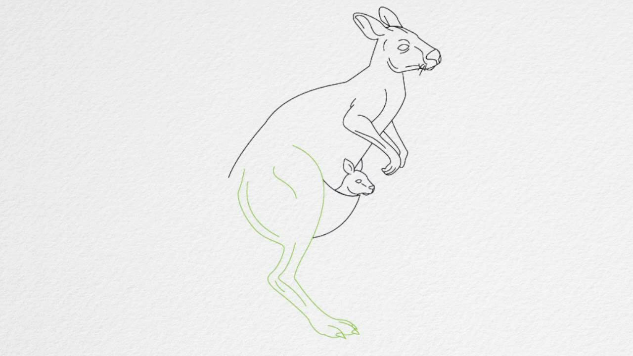to easy draw face steps how a 8 step KANGAROO draw How YouTube step to by   a