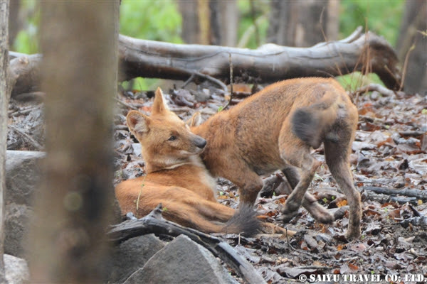 インドの森のドール アカオオカミ 1 ワイルドライフ Wildlife 世界の野生動物観察日記