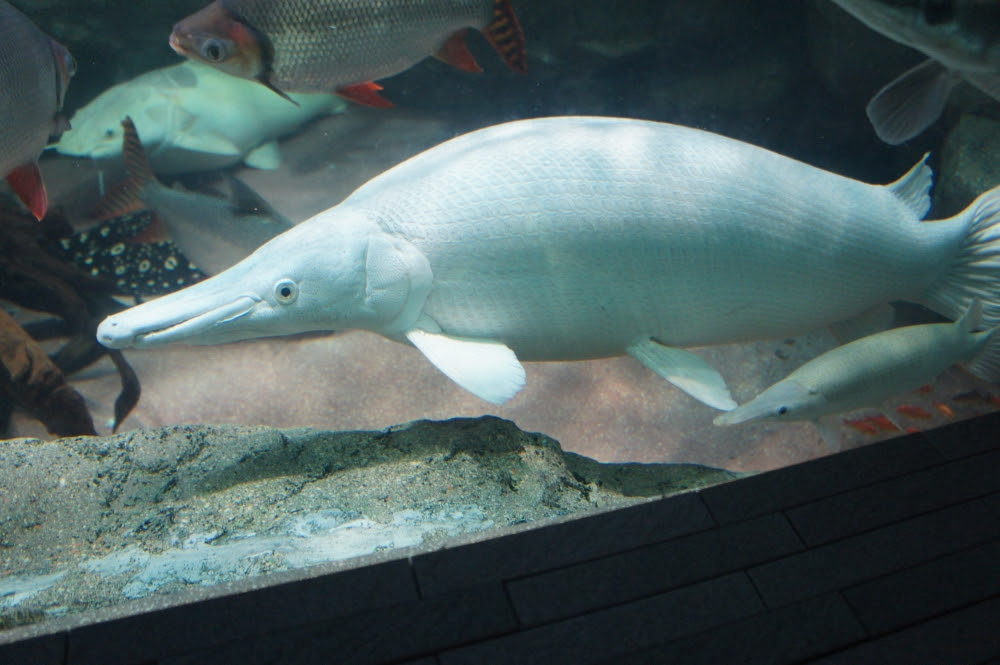プラチナアリゲーターガー 古代魚クラブ播州連合