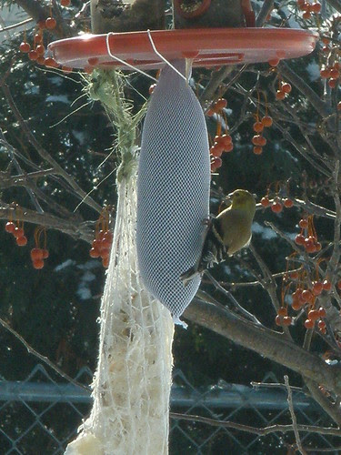 Goldfinch on Feeder