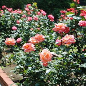 バラ ピンクパンサー Rose Pink Panther ハイブリッドティ 2500品種の薔薇を作出者 交配親などのデータと美しい写真で紹介する花 の手帖のwebバラ図鑑