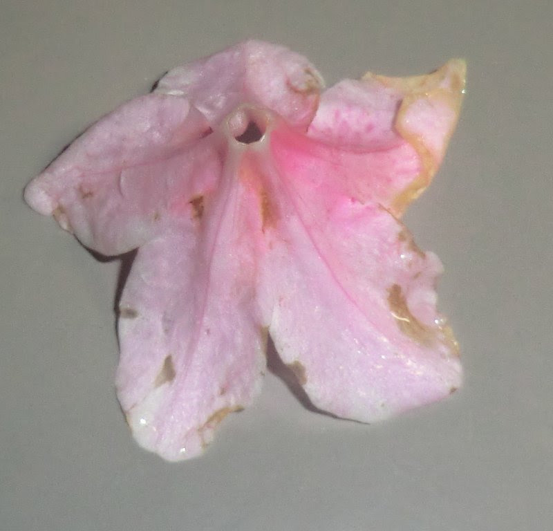 ツツジは 合弁花類