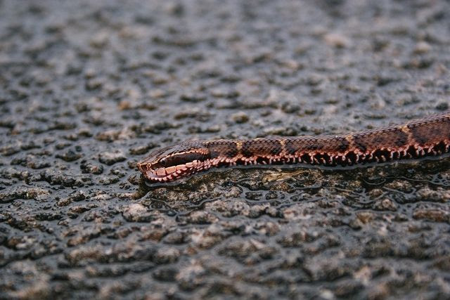 マムシの赤ちゃん 石内の四季 Nature Of Hiroshima