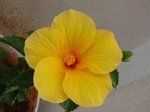 Hibiscus