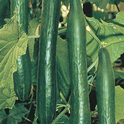 cucumber telepathy  seeds   fothergills seeds