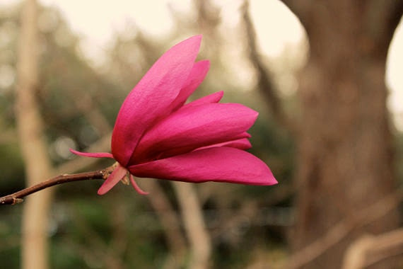 Magenta Magnolia: floral fine art photograph print of bright pink flower with gray and brown bokeh in nature garden - UninventedColors