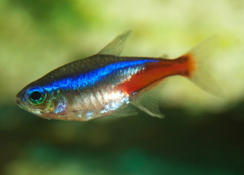 ネオンテトラの腹水病ってどんな病気 治療と原因は 熱帯魚 淡水魚 海水魚の図鑑