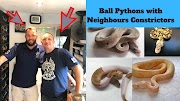 video phone beyonce mp3 Ball Pythons with Neighbours Constrictors!! Part 1