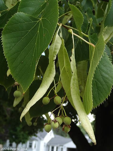 Whether you're looking for hedge shrubs for privacy or hardy bushes and shrubs for landscaping, you can't go wrong with evergreen shrubs that flower. Tilia americana (American Basswood): Minnesota Wildflowers