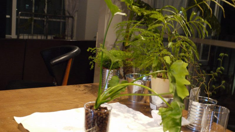 暗い部屋でも観葉植物を育てたい 正しいled照明を選べばokです ハイドロカルチャーで楽しもう