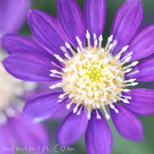 ミヤコワスレ 都忘れ の花の写真 花言葉 みみみんブログ