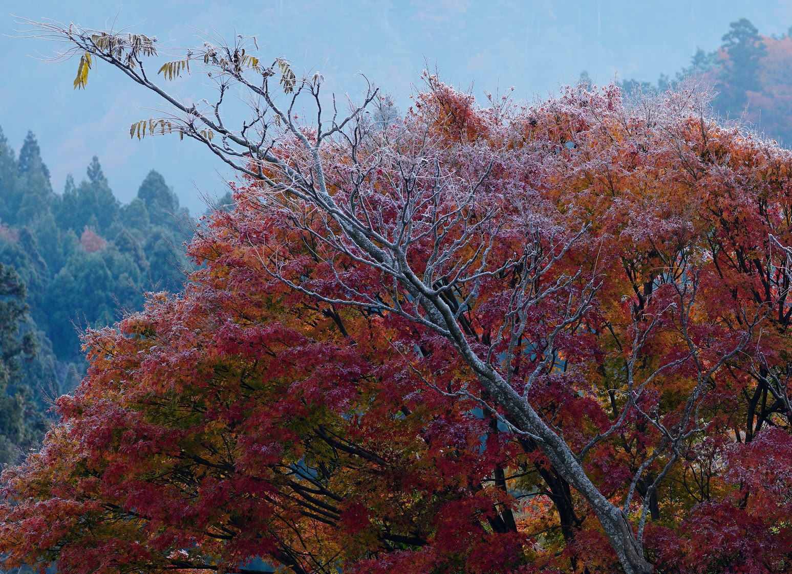 晩秋のもみじ 風景写真 ブログ 四季幽玄 滝 紅葉など写真撮影日記