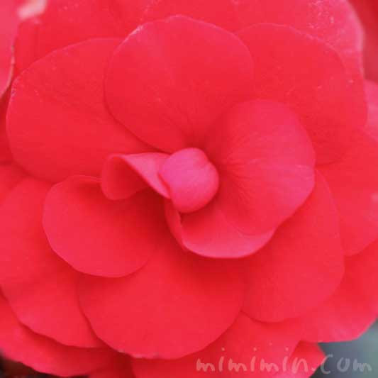 エラチオールベゴニア リーガースベゴニア の花の写真 花言葉 みみみんブログ