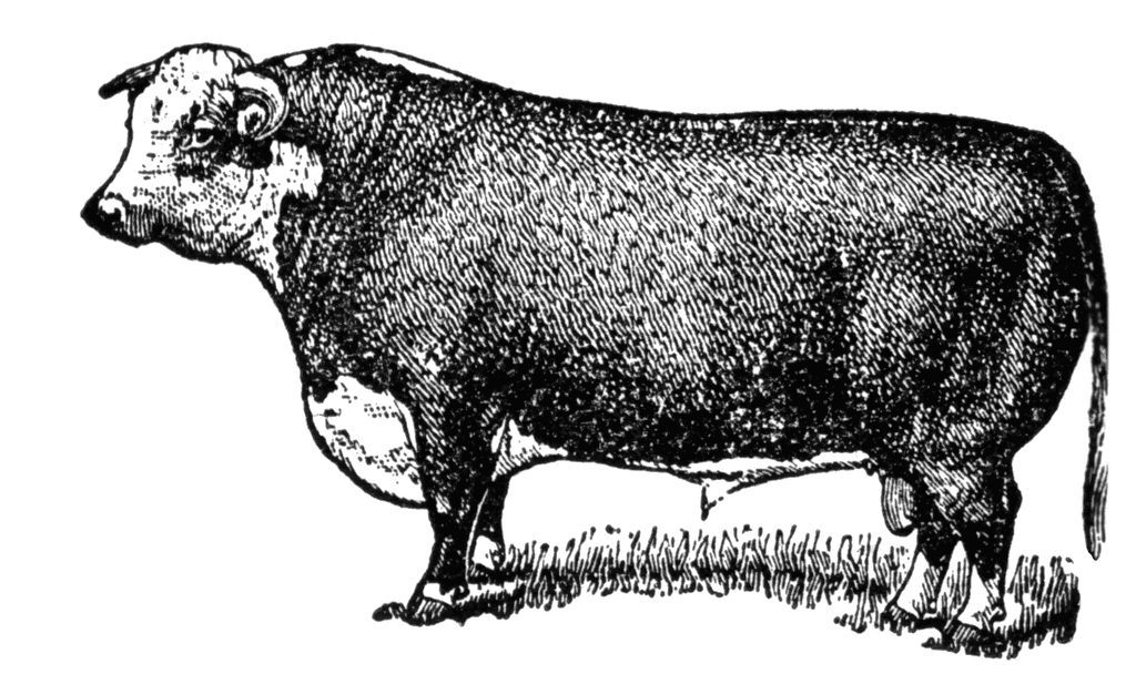 Hereford Bull ClipArt ETC