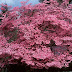 Cornus Florida Venus - Cornus florida, the flowering dogwood, is a species of flowering tree in the family cornaceae native to eastern north america and northern mexico.