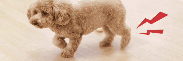 フローリングで犬が関節炎や脱臼になる ドッグランコーティング