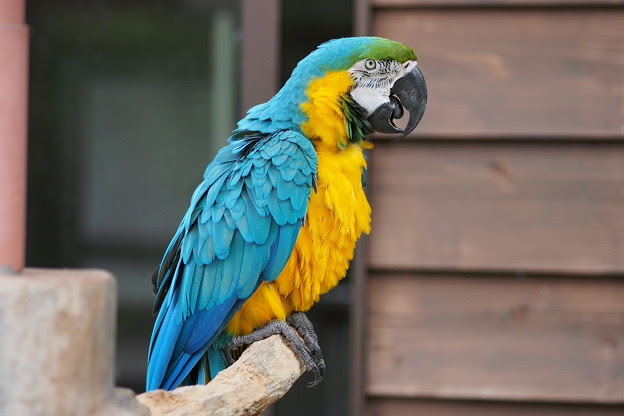 ルリコンゴウインコ 写真共有サイト フォト蔵