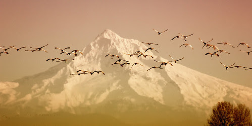 Sandhill Cranes
