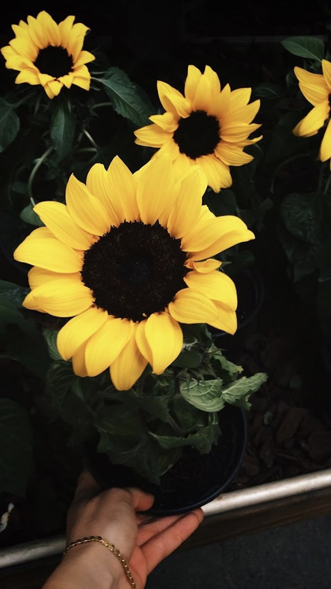 Collection of Photo sunflower lecithin For Your