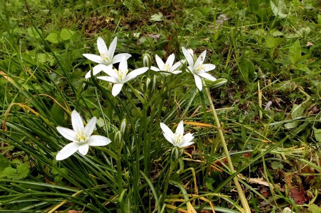 山と花の写真館１０
