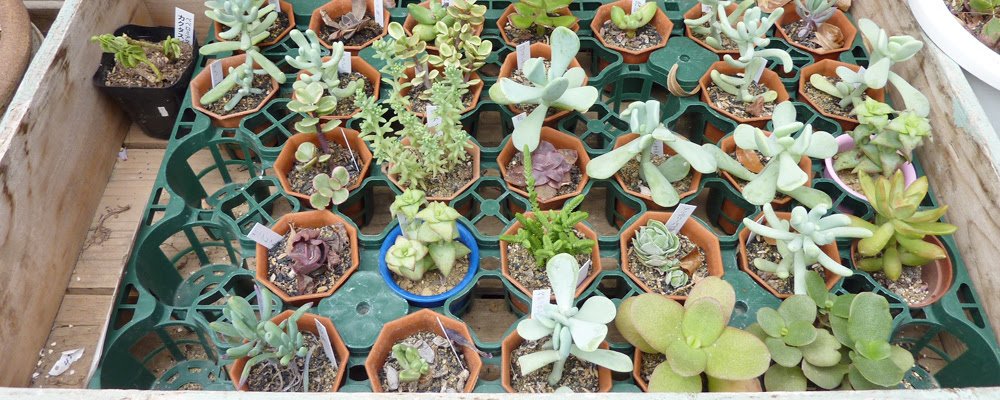 埼玉の園芸店 むさし野 観葉植物のレンタル 武蔵野花壇