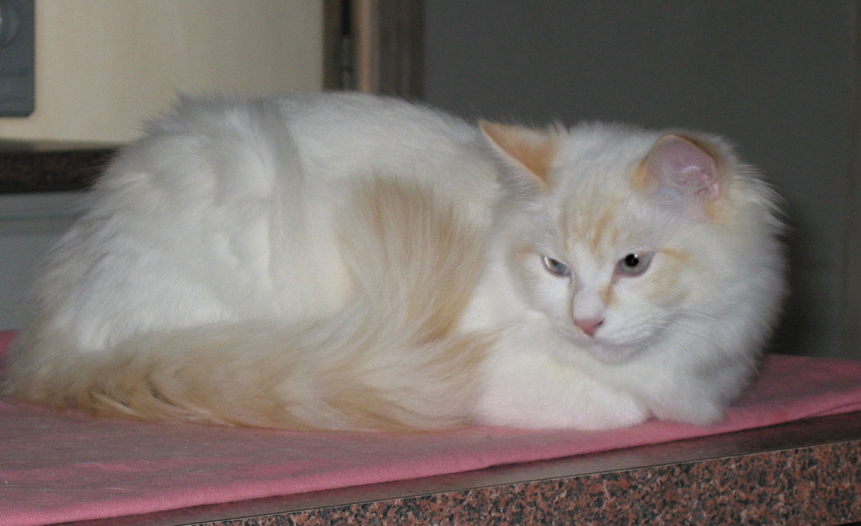 Ragdoll New Colors