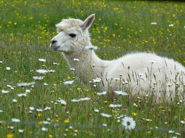 アルパカとリャマの違いはどこ アルパカのあたたか動物図鑑