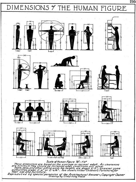dimensions of the human figure (normal sized people, not 6