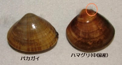 からこのひみつ日記 おさしんでポン 潮干狩り バカガイのバカヤロー ヽ D ﾉ