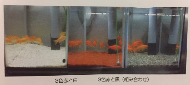 金魚の色揚げと餌と水槽環境の関係 適当金魚