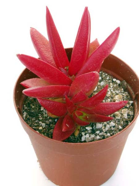 赤鬼城 あかおにじょう