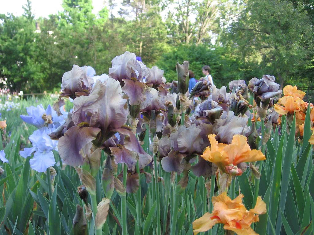 Crazy iris - gray with purple and brown