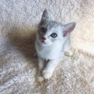 栃木県 生後2ヶ月の子猫 猫の里親募集 ネコジルシ