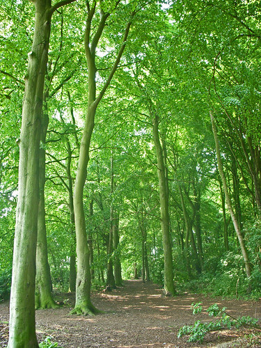 Thetford Admirals Woods (6)