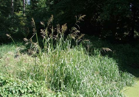 Avoid planting in summer and spring. Reed sweetgrass identification and control: Glyceria