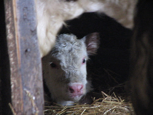 Calves - 1-10 015