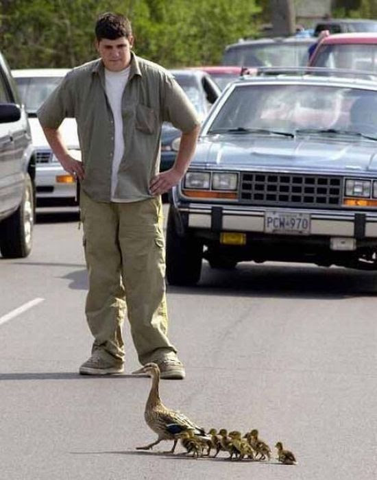 When Birds Attack (47 pics)