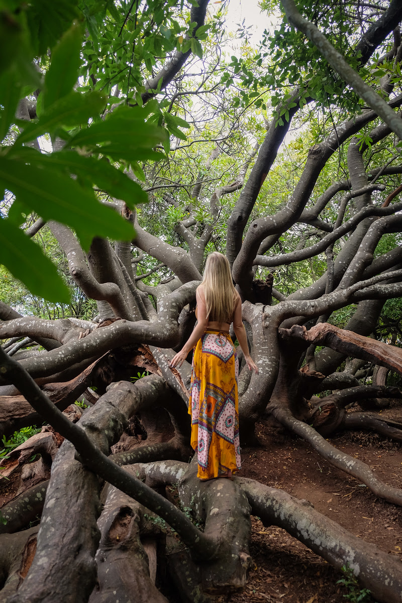 KirstenBosch Gardens 