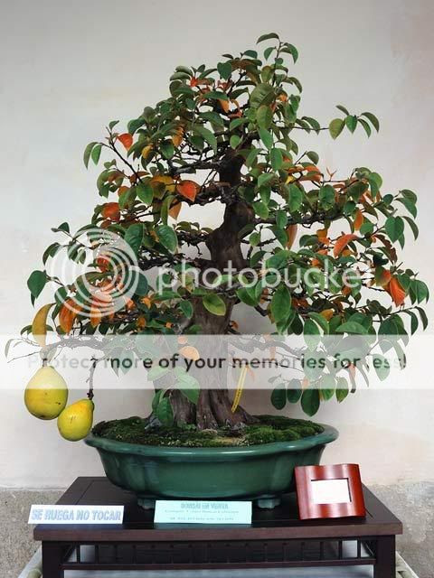 Pseudocydonia sinensis, Membrillero chino