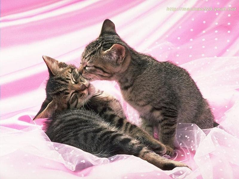 cute kitten wallpaper. Cute Kitten Wallpaper