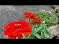 [最も選択された] 花 ジニア 224425