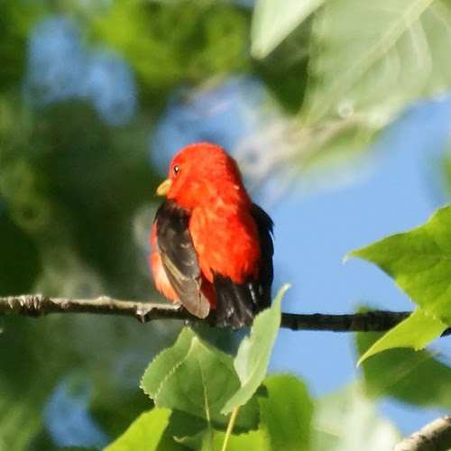 Scarlet Tanager